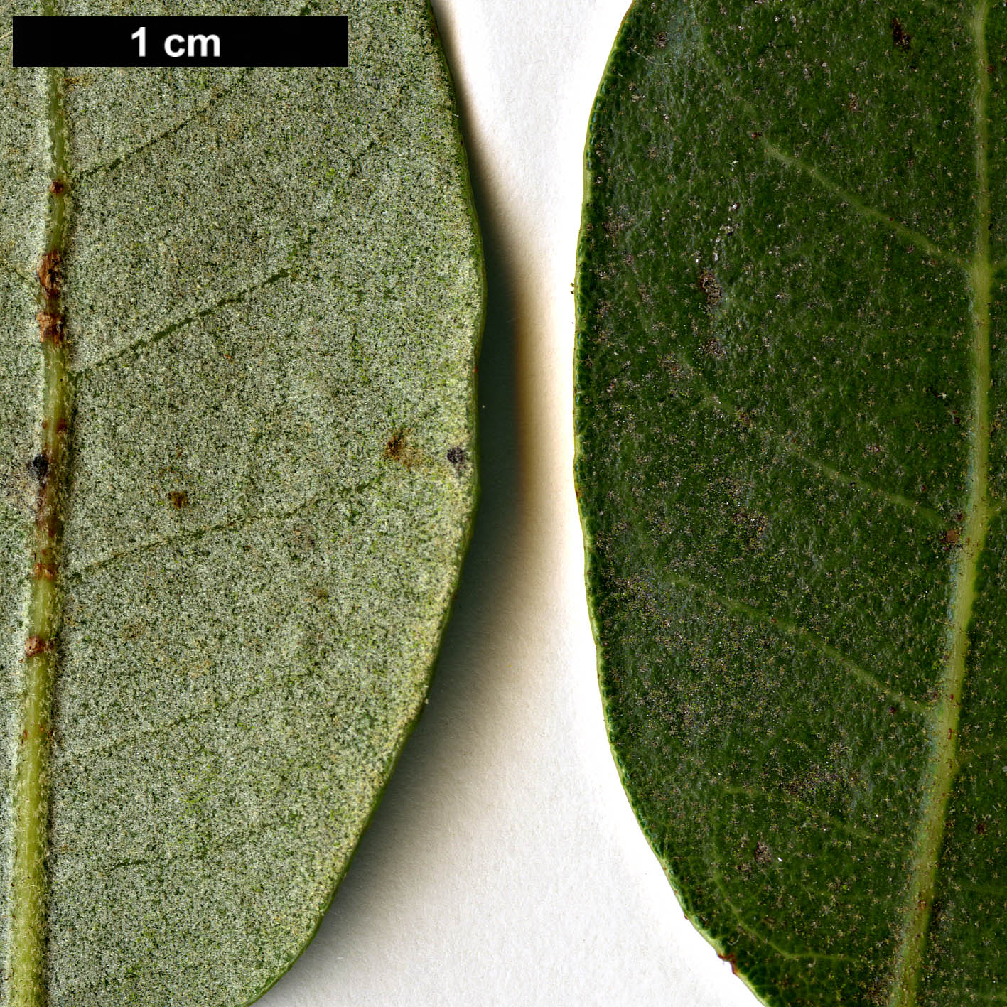 High resolution image: Family: Fagaceae - Genus: Quercus - Taxon: ×senneniana (Q.faginea × Q.rotundifolia)